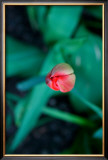 Tulip Posters by Antonia Illsley
