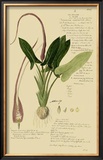 Aroid Plant II Prints by A. Descubes
