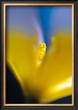 Tulipe III Prints by Marc Ayrault