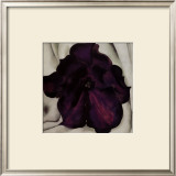 Purple Petunia, 1925 Print by Georgia O'Keeffe