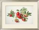 Apples and a Rose Prints by Carlos Von Riefel