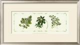 Assorted Ferns Prints by Cappello 