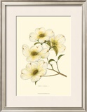 Dogwood Poster