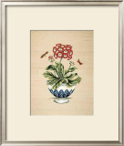 Auricula Serendipity Posters by P. Bowden