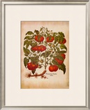 L'Herbier I Prints by Basilius Besler
