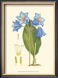 Periwinkle Blooms II Posters by Samuel Curtis