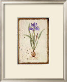 Iris Reticulata Posters by Lisa Canney Chesaux