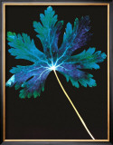 Photogram Prints by Hazel Barrett