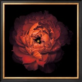 Ranunculus no. 43 Prints by Neil Seth Levine
