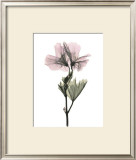 Geranium Print by Acee 