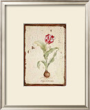 Tulipa Aureicoloris Print by Lisa Canney Chesaux