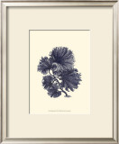 Indigo Kelp I Prints