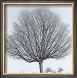 Arbres Divers IV Poster by Michel Ditlove