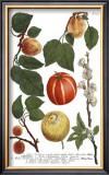 Weinmann Fruits IV Art by Weimann 