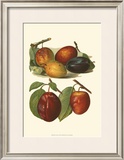 Plum Varieties I Prints by John Wright