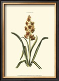 Antique Hyacinth IX Print by Christoph Jacob Trew