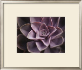 Echeveria I Posters by Andrew Levine