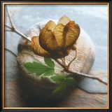 Branch on Stone Posters by Glen & Gayle Wans