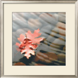 Leaves in Stream Posters by Glen & Gayle Wans