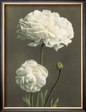 Dalie Print by Andrea Trivelli