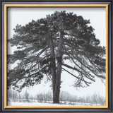Arbres Divers II Prints by Michel Ditlove