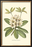 Rhododendron Posters