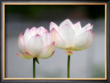 Lotus Flower Prints by Shin Terada