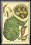 Exotic Melons II Posters