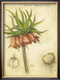 Crown Imperial Lily Prints by Meg Page