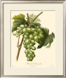 Grapes I Print by Bessa 