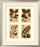 Four Nuts Posters by Francois A. Michaux
