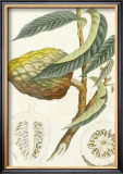 Crackled Indonesian Fruits II Prints by Berthe Hoola Van Nooten