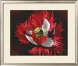 Red Poppy After Rain Posters by Sue Warner