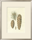 Crackled Woodland Pinecones II Poster by Silva 