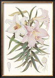 Kramer's Lily Print by Walter H. Fitch
