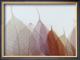 Cabernet Posters by Durwood Zedd