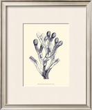 Indigo Kelp II Posters