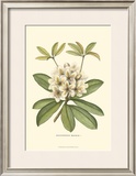 Rhododendron Posters