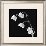 Spring Bells I Prints by Michael Faragher