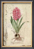 Pink Hyacinth Art by Lisa Canney Chesaux