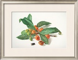 Medlar and Fruit Print by Carlos Von Riefel