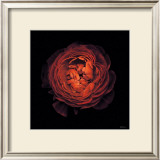 Ranunculus no. 44 Posters by Neil Seth Levine