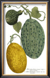 Antique Melons II Poster by Weimann 