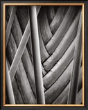 Palm Pattern Prints by Jeff Zaruba