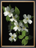 Dogwood Prints by Susan Barmon