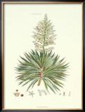 The Yucca Plant Posters by John Miller (Johann Sebastien Mueller) 