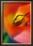Tulipe V Prints by Marc Ayrault