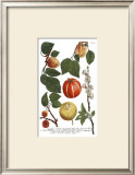 Weinmann Fruits IV Art by Weimann 