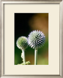 Thistle Print by Antonia Illsley