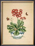 Auricula Whimsy Art by P. Bowden